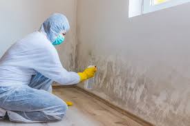 Best Mold Damage Restoration  in Yellow Springs, OH